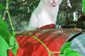 jacques_g_jardin sauvage_tirage